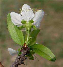  Flower (Lower view)